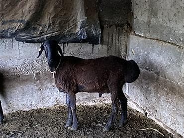 прокат лошади: Продаю | Баран (самец) — 1