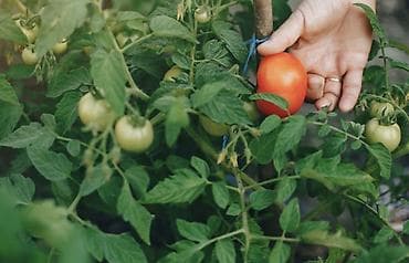 дуги для парников: Рассада Самовывоз, Платная доставка — 1