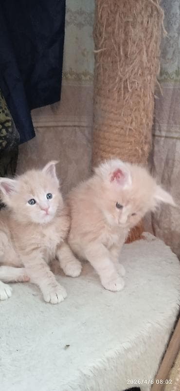 купить той терьера: Мейн-Куны🥰. Предлагаются Шикарные котики от элитных, титулованных — 4