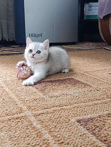 шлейка для кошки: Британский короткошёрстный котёнок, окрас серебристая — 2