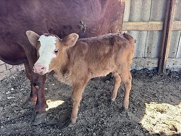 Продаю | Корова (самка), Бык (самец), Тёлка | Симментальская | На откорм