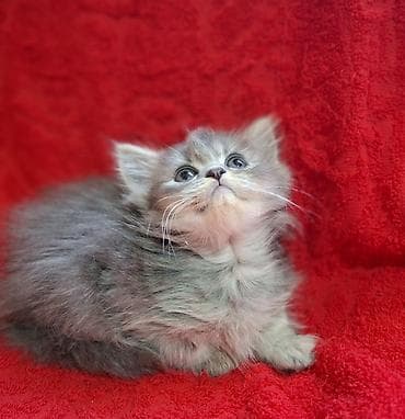 шотландская кошка прямоухая: Скотиш Страйт (Шотландская прямоухая), 2 месяца, Мальчик, Приучена к лотку, Проглистована — 1