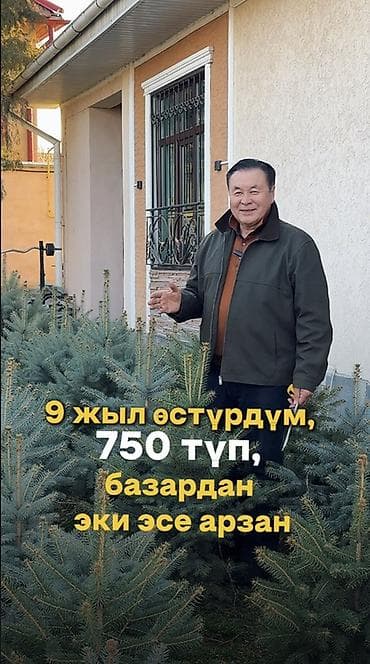 саженцы сосна: Саженцы деревьев: Ели — 1