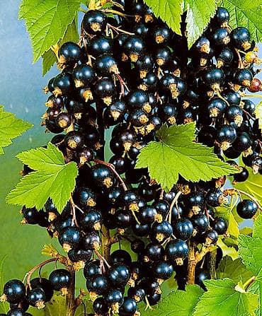 Упаковочные товары: Саженцы для сада: розы, хризантемы и чёрная смородина - Розы садовые — 4