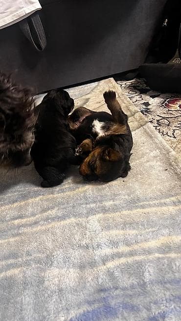 собака мопс: Щенки метисы (мама — небольшая лохматая собачка черно‑серого окраса — 4