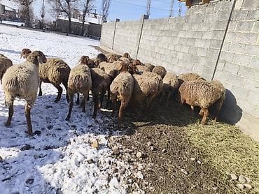 Үй жаныбарлары үчүн товарлар: Сатам | Ургаачы кой (ургаачы) | Көбөйтүү үчүн | Токту — 3