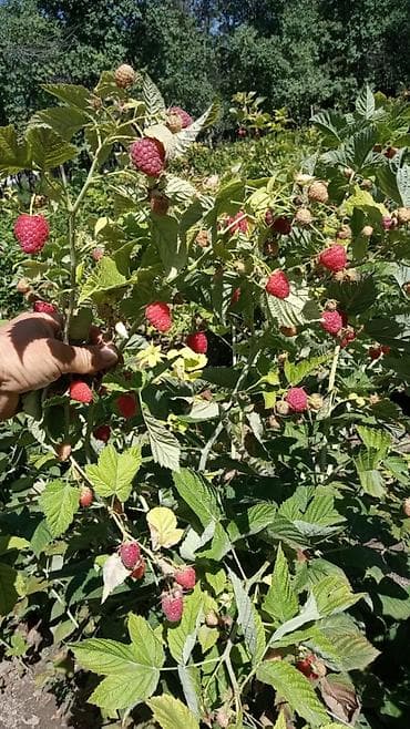 Уголь: Саженцы ежевики сорта Лох Несс - Сорт: Loch Ness (Лох Несс) — 4