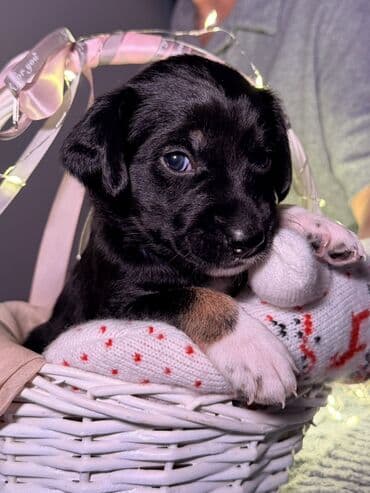 куплю собаку в бишкеке: 🎁 Ищете идеальный подарок к Новому году? Маленький хвостик, который — 4