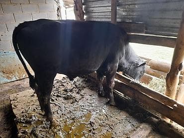 собаки маленькие: Продаю | Бык (самец) | На откорм | Привязанные — 1