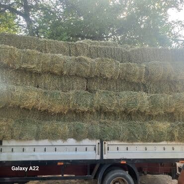 Собаки: Продаю клевер сено тууки плотные хорошые метровый — 3