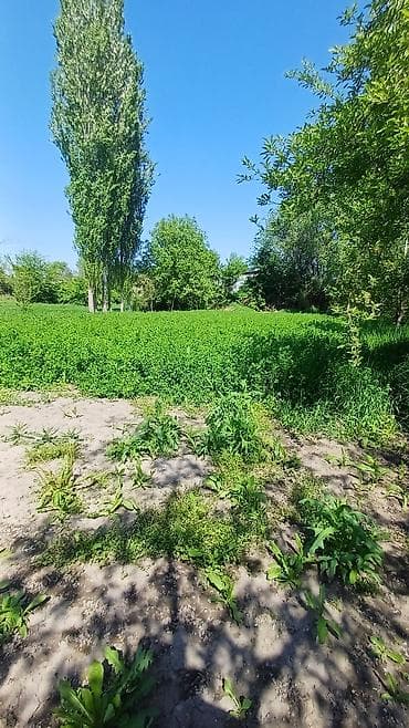 дом с участком: Уютный частный дом с зеленым двором и хозпостройками и виноградниками — 9