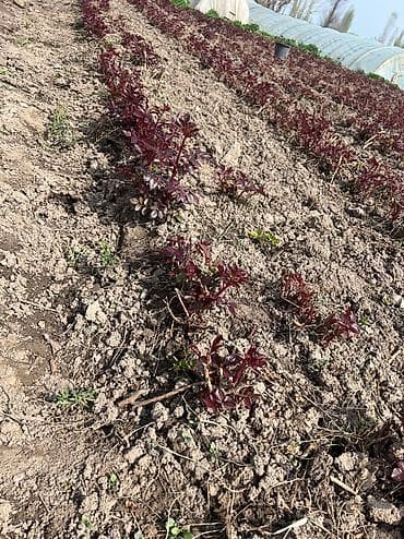 Продаю много корни роз сорт магия