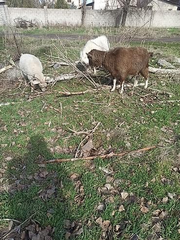 скоттиш фолд шотландская вислоухая кошка: Продаю | Коза (самка) | Зааненская, Битал | Для молока | Котные — 1