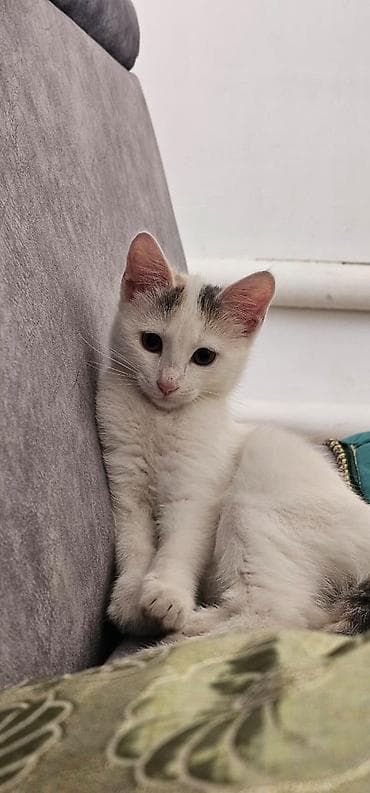 объявления про котят: 3 месяца, Девочка, Белый, Приучена к лотку, Проглистована — 1