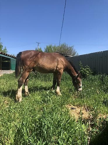 утята муларды купить: Продаю | Жеребец | Полукровка | Конный спорт | Племенные — 6