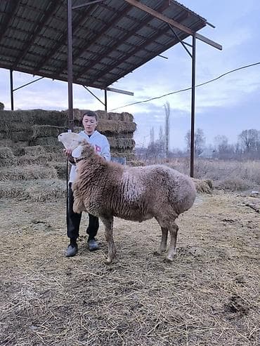 чистокровный лошадь: Продаю | Баран (самец) | Для разведения | Осеменитель — 1