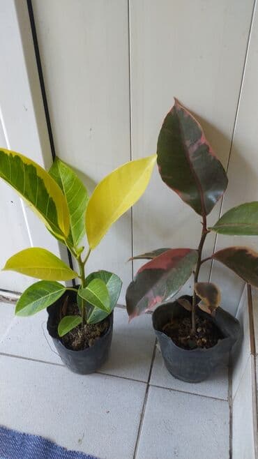 декорации для аквариума: Фикус, бугенвелии, аглаонемы, калатеи, Сансивьера, диффенбахия — 7