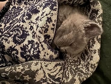 выбор: Британская короткошёрстная, 3 месяца, Мальчик, Голубой, Приучена к лотку — 2