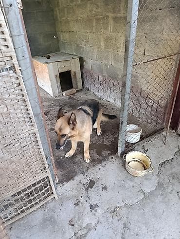 собака немецкий овчарка: Немецкая овчарка, Более 5 лет, Самка — 2
