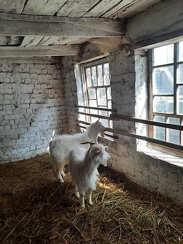 сколько стоит маленький жеребёнок: Продаю | Козёл (самец) | Зааненская | Для разведения — 3