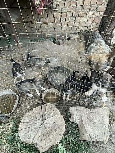 Щенки европейской овчарки Продаются чистокровные щенки европейской — 5