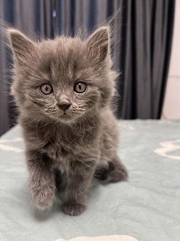 Кошки: Продаем котят девочки 45 дней, полностью уже готовые, к лотку — 8