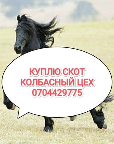 Куплю | Коровы, быки, Лошади, кони, Другие с/х животные | Любое состояние, Забитый, На забой, на мясо — 1