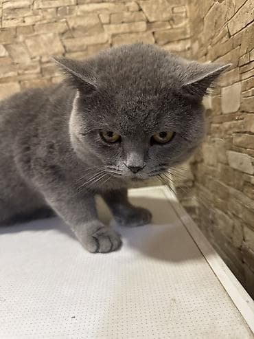 шотландская кошка цена бишкек: Британский короткошёрстный кот, окрас голубой (плотный серый) — 1