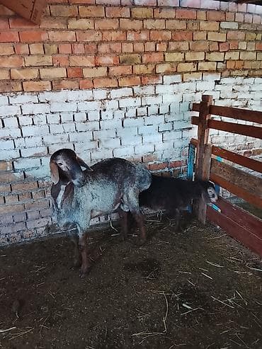 продаю кошара ферма: Продаю | Овца (самка) | Для разведения | Матка — 4