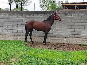 обмен на хаски: Продаю | Конь (самец) | Конный спорт — 5