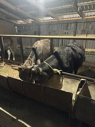 сазан живой: Продаю | Тёлка | Полукровка | На откорм | Привязанные — 4