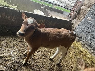 индоутка цыплята: Продаю | Музоо, торпок | Голштин, Айрширская | Для разведения — 4