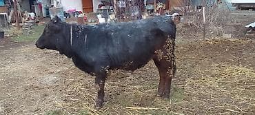 ангус уй: Продаю | Тёлка | Ангус | На откорм, Для разведения | Племенные — 4