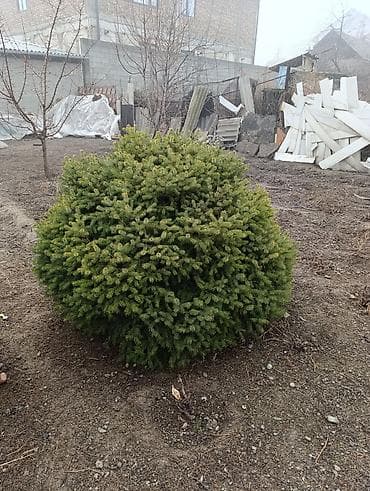 мал караганы: Ель декоративная, шаровидная крона - Порода: ель (вероятно — 3