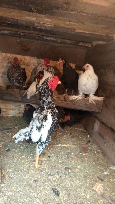 щенки кане корсо: Продаю | Петух | Бойцовая | Для разведения — 1