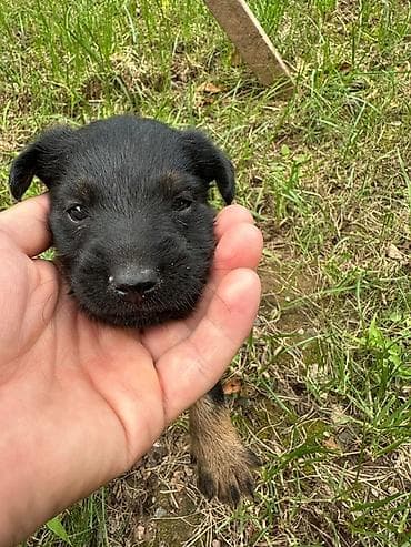 продать животных: 🐾 Щенки ягдтерьера готовы к новым хозяевам! От рабочих родителей — — 1