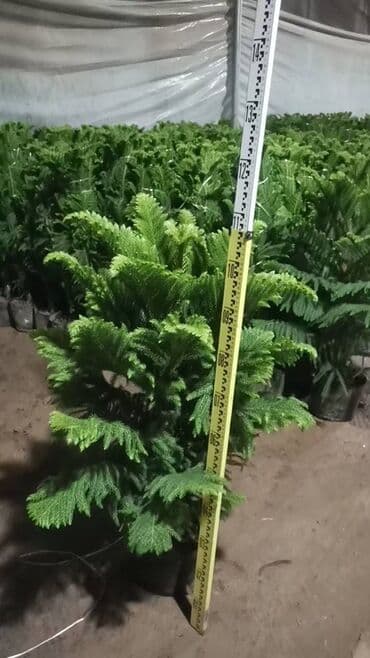 купить комнатные цветы в бишкеке: Комнатные декоративные растения в кашпо 1) Толстянка (Crassula ovata — 37