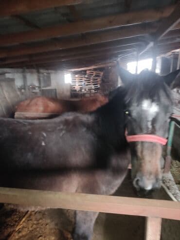 куры доминанты: Продаю | Кобыла (самка) | Для разведения — 6