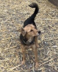 домик собака: Собака даром: Дворняжка, 1 год, Самка, С прививкой — 4