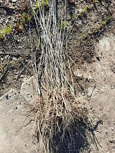 Эмерек: Көчөттөр дарактардын: Мажрүм талдар — 2