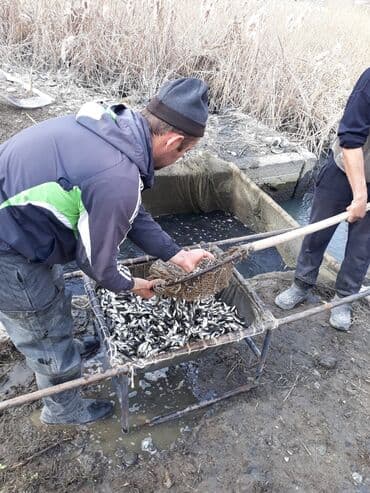 домики для хомяков купить: Малек сигалетка толстолобика карпа и Белова Амура — 1