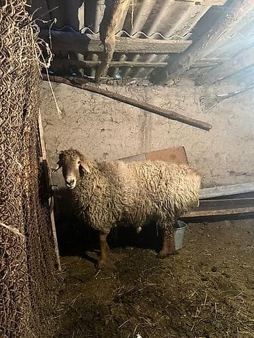 натуральный мёд: Продаю | Овца (самка) | Для разведения | Матка — 2