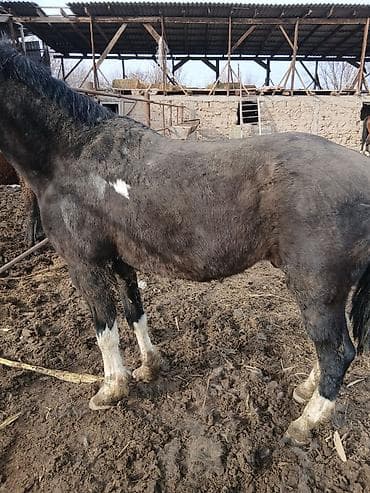 обмен лошат: Продаю | Конь (самец) — 1