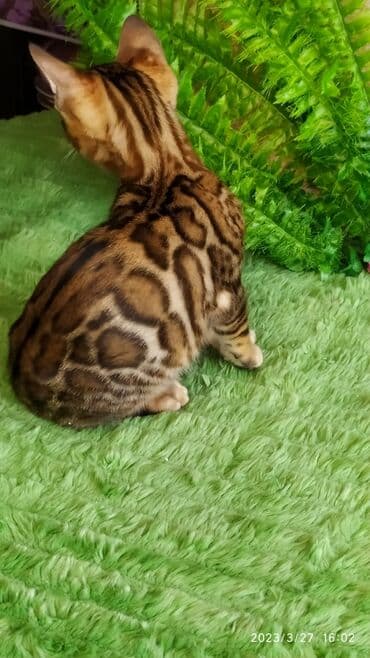 новорожденные котята: Друзья!! Проф питомник Бен Гла Мур Предлагает Шикарных элитных — 12