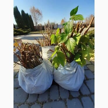 malina.kg продажа малины оптом в бишкеке новопокровка фото: Саженцы малины сорта Пшехиба - Крупноплодный десертный сорт. Ягоды — 1