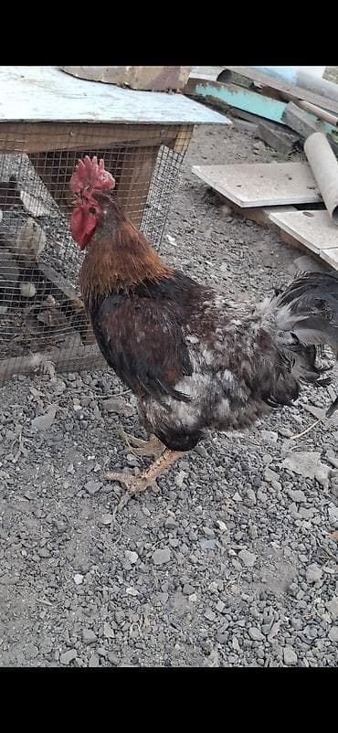 Үй жаныбарлары: Сатам | Короздор | Көбөйтүү үчүн — 1