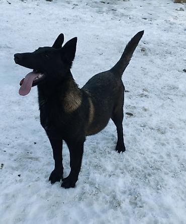 Ит кууту: Бельгия овчаркасы, 5 айлык, Эркек, Эмделген, Ит тегин тастыктоочу документ — 2