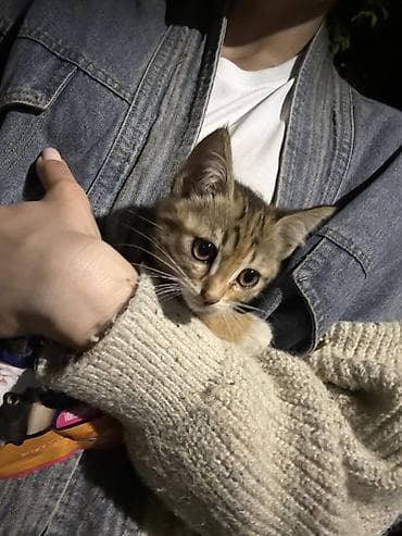 экзотическая кошка: Очаровательный котёнок с тигрово-рыжим окрасом и белыми лапками — 1