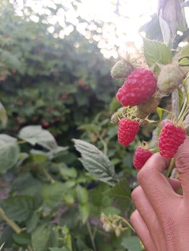 саженцы шиповника: Малина — 19