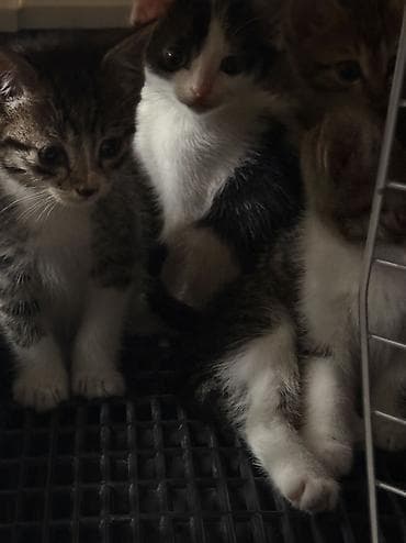 кошка котёнок: Котята домашние, короткошёрстные, окрасы: серо-белый биколор и — 7